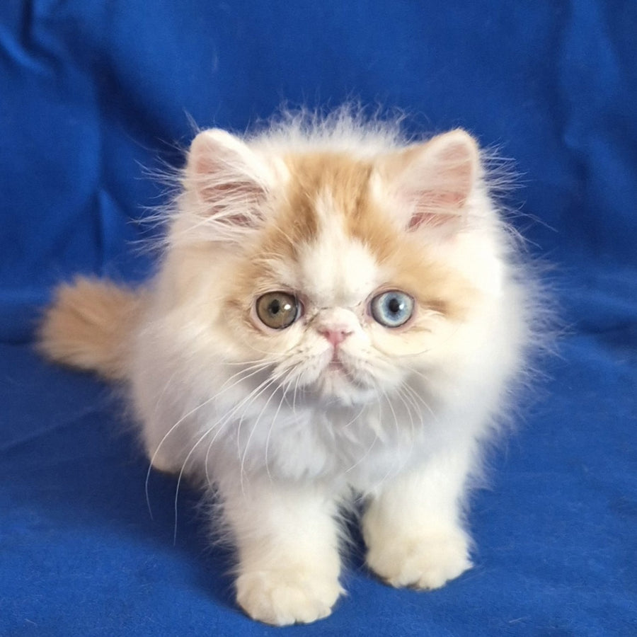 Zelda Persian female, red spotted tabby van