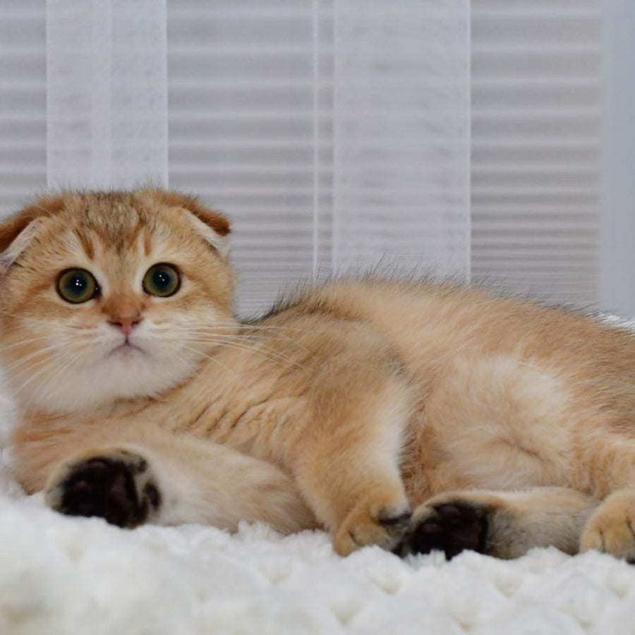 Maya Scottish Fold female, black golden shaded