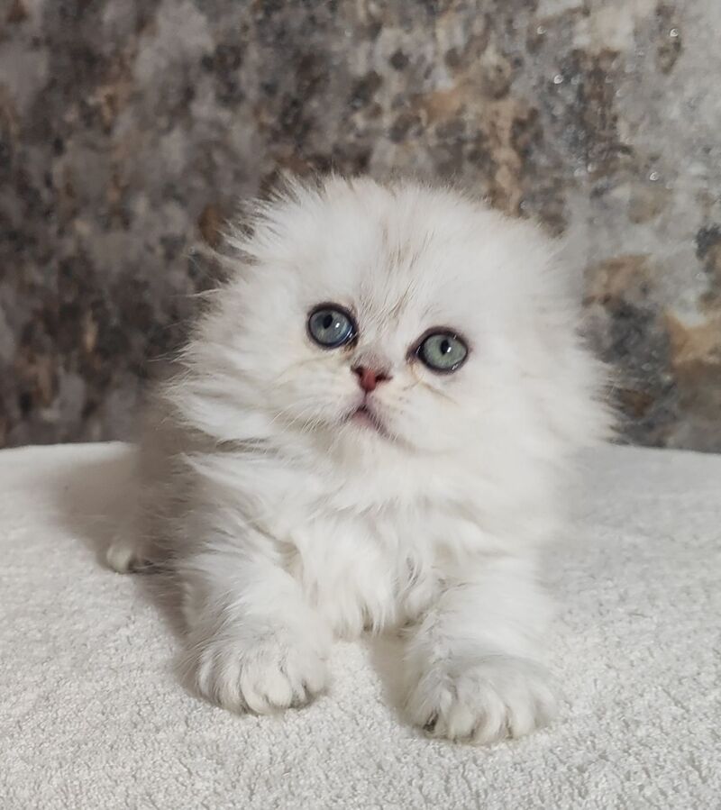 Spencer Scottish Fold male blue silver shaded - live animals