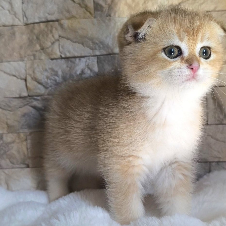 Morris Scottish Fold male, black golden shaded