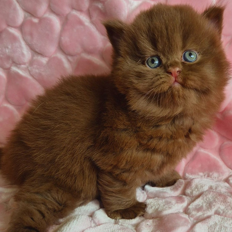Gucci British Longhair male, cinnamon