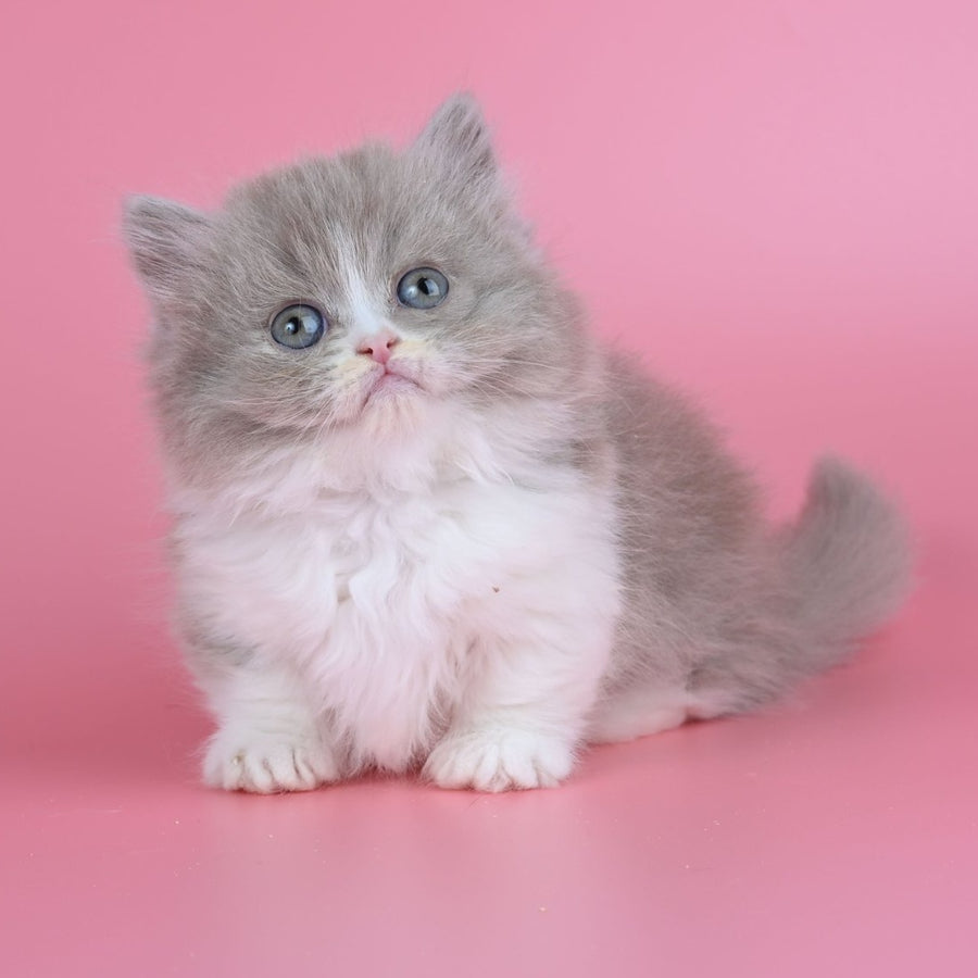 Iriska Munchkin female, lilac tortie bicolour