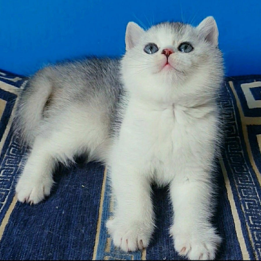 Pompon British Shorthair male, black silver ticked tabby bicolour
