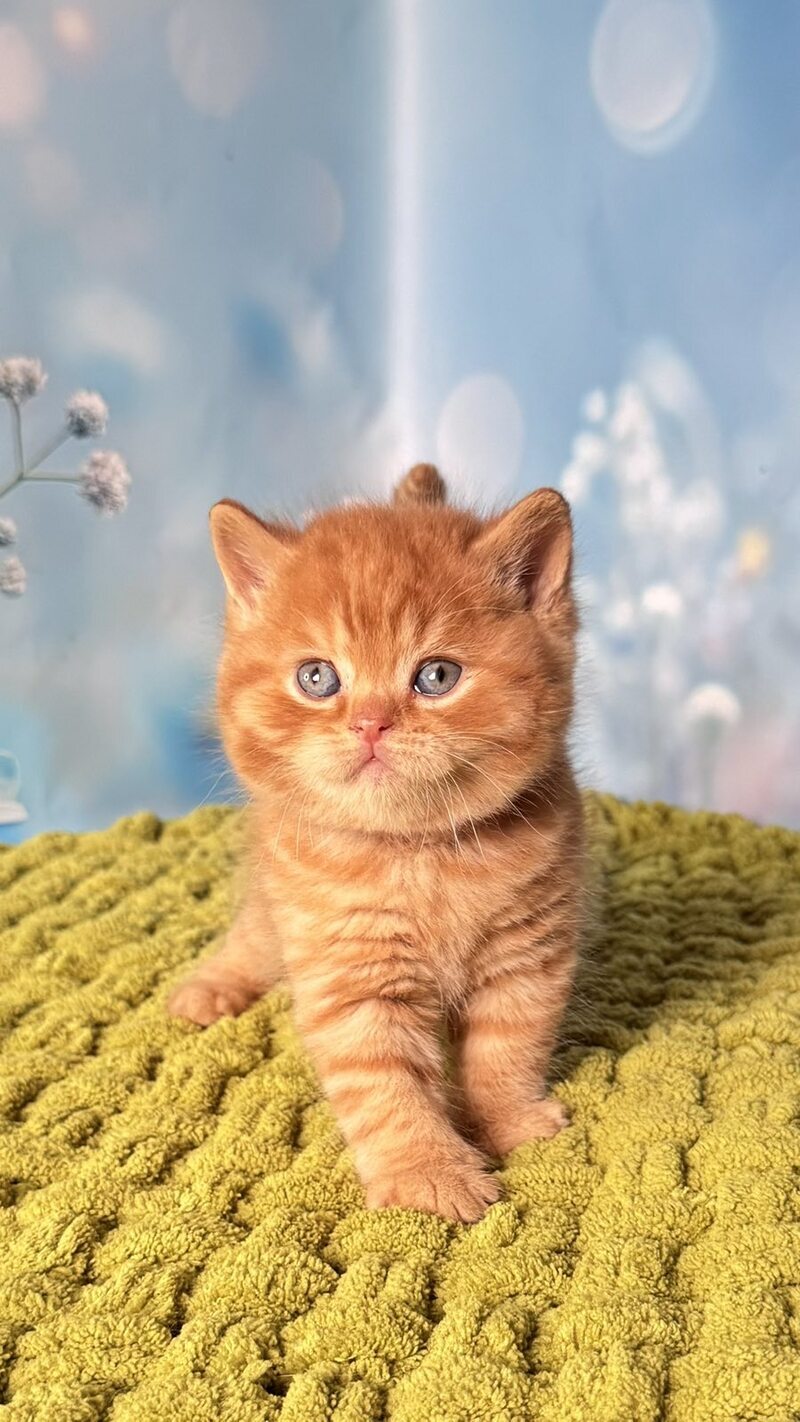 George British Shorthair male red - live animals