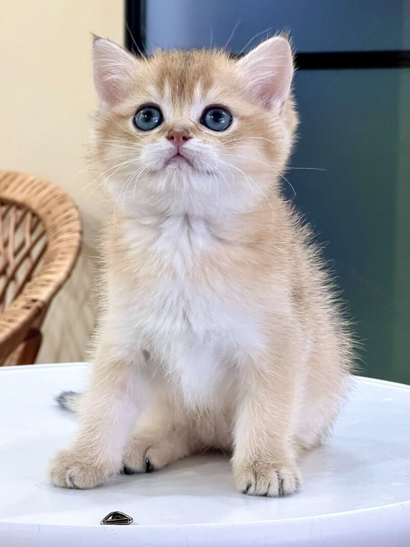 Darvin British Shorthair male black golden shaded - live animals