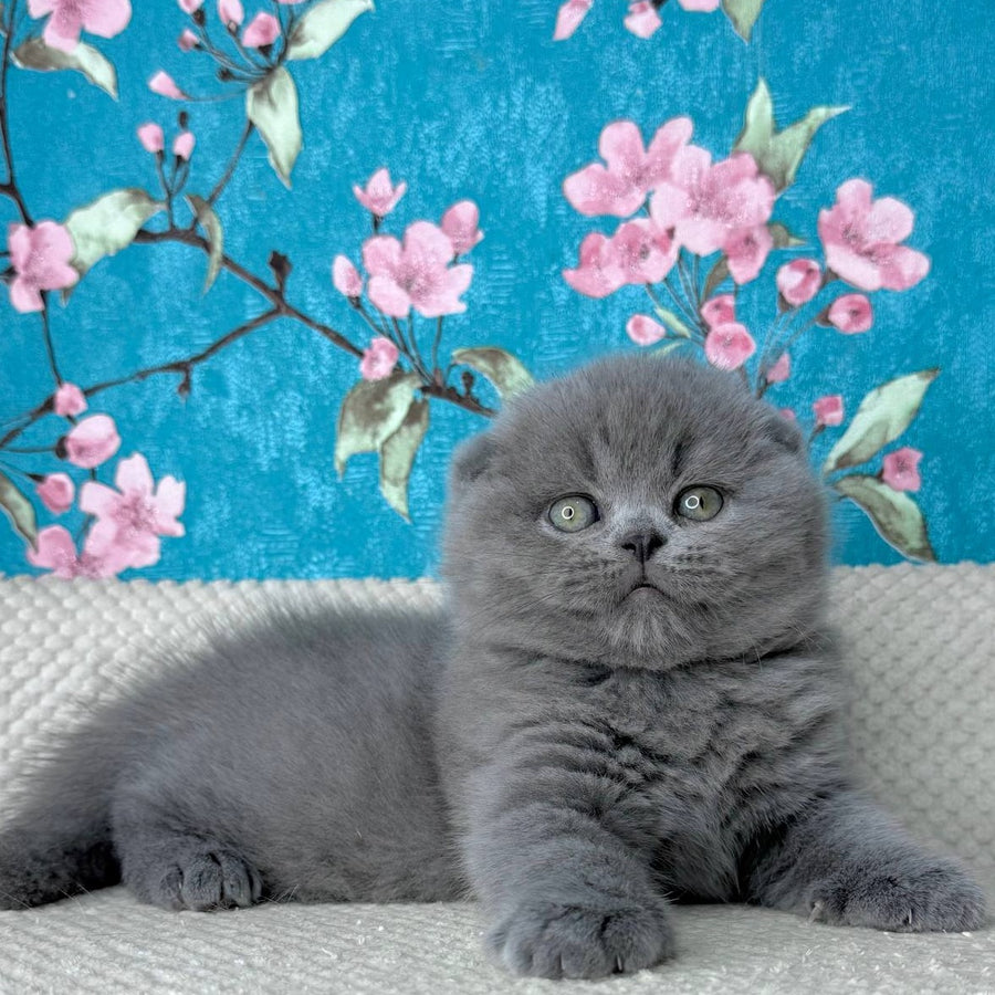 Kevin Scottish Fold male, blue