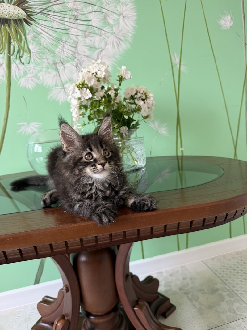 Tiger Maine Coon male, black tabby