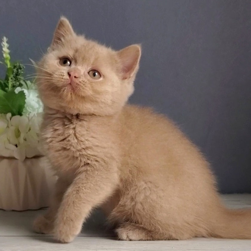 Feya British Shorthair female, fawn