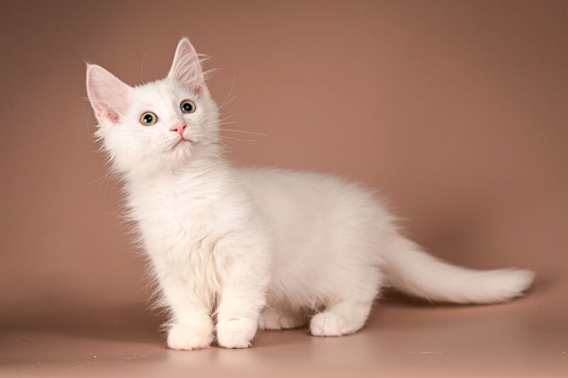 Anetta Munchkin female, white