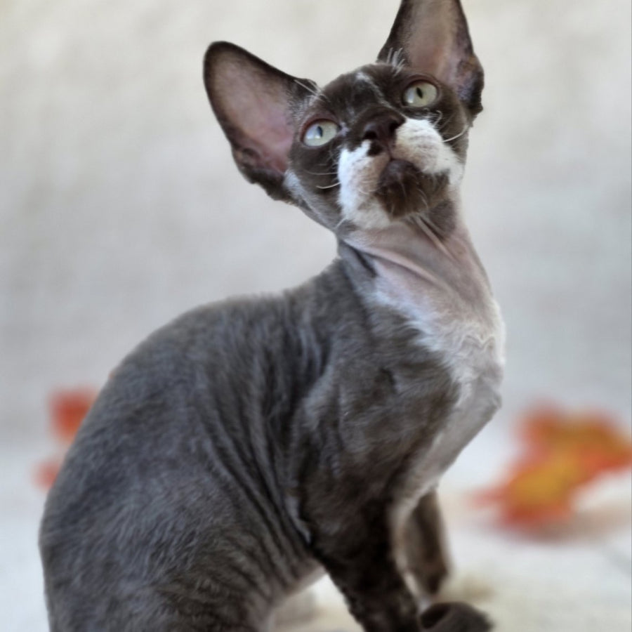 Eclair Devon Rex male, chocolate bicolour