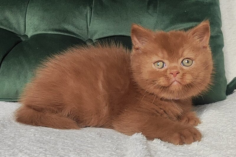 Umi British Shorthair male, cinnamon