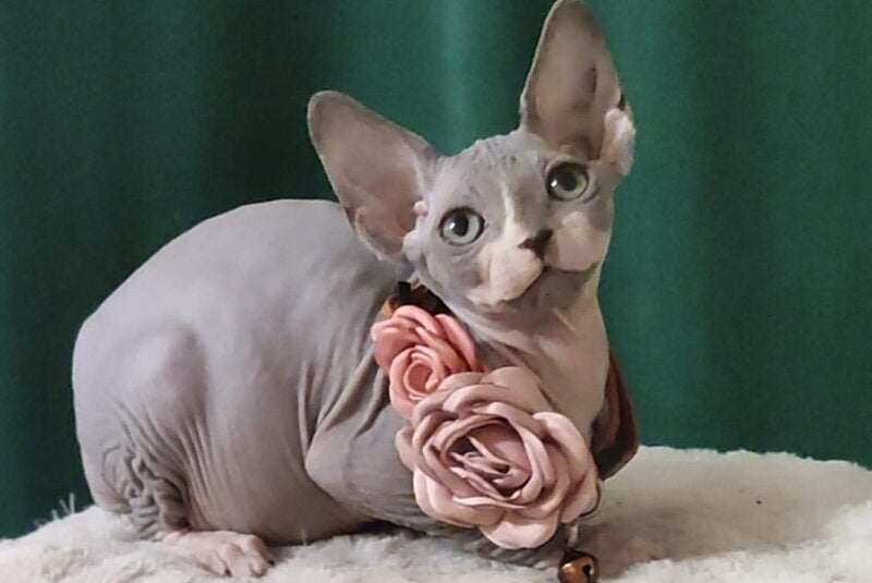 Molly Canadian Sphynx female, blue bicolour