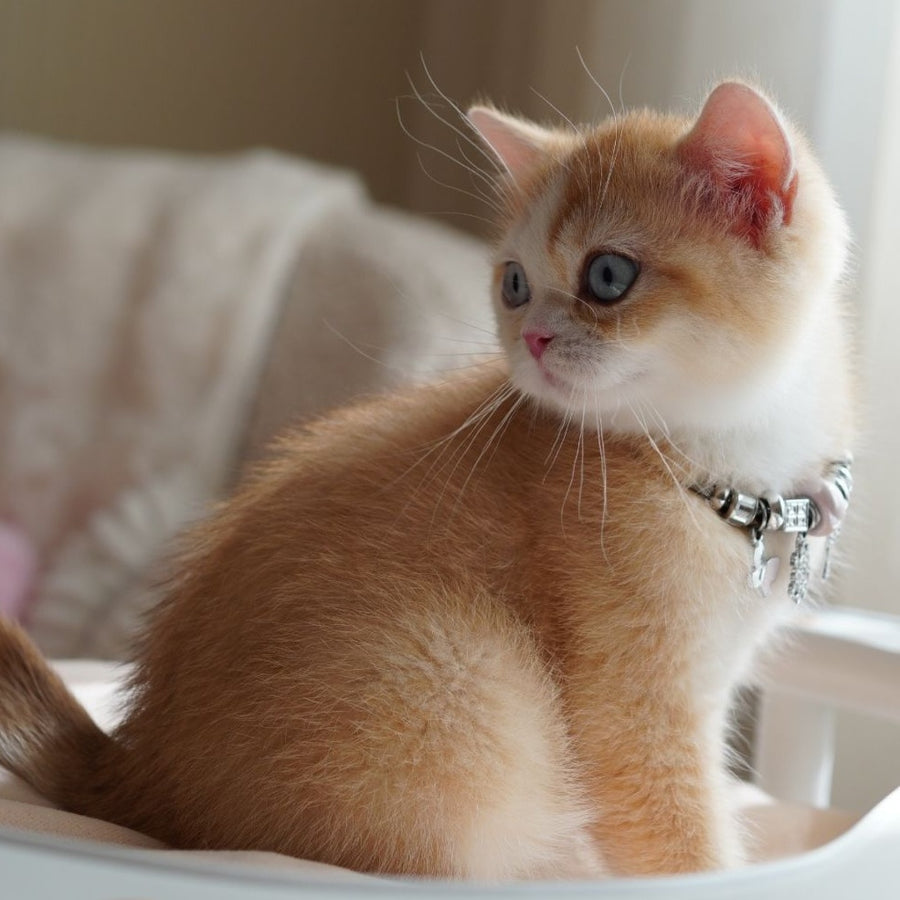 Veronica British Shorthair female, chocolate tortie golden chinchilla with white