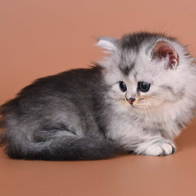 Ira Munchkin female, black silver ticked tabby