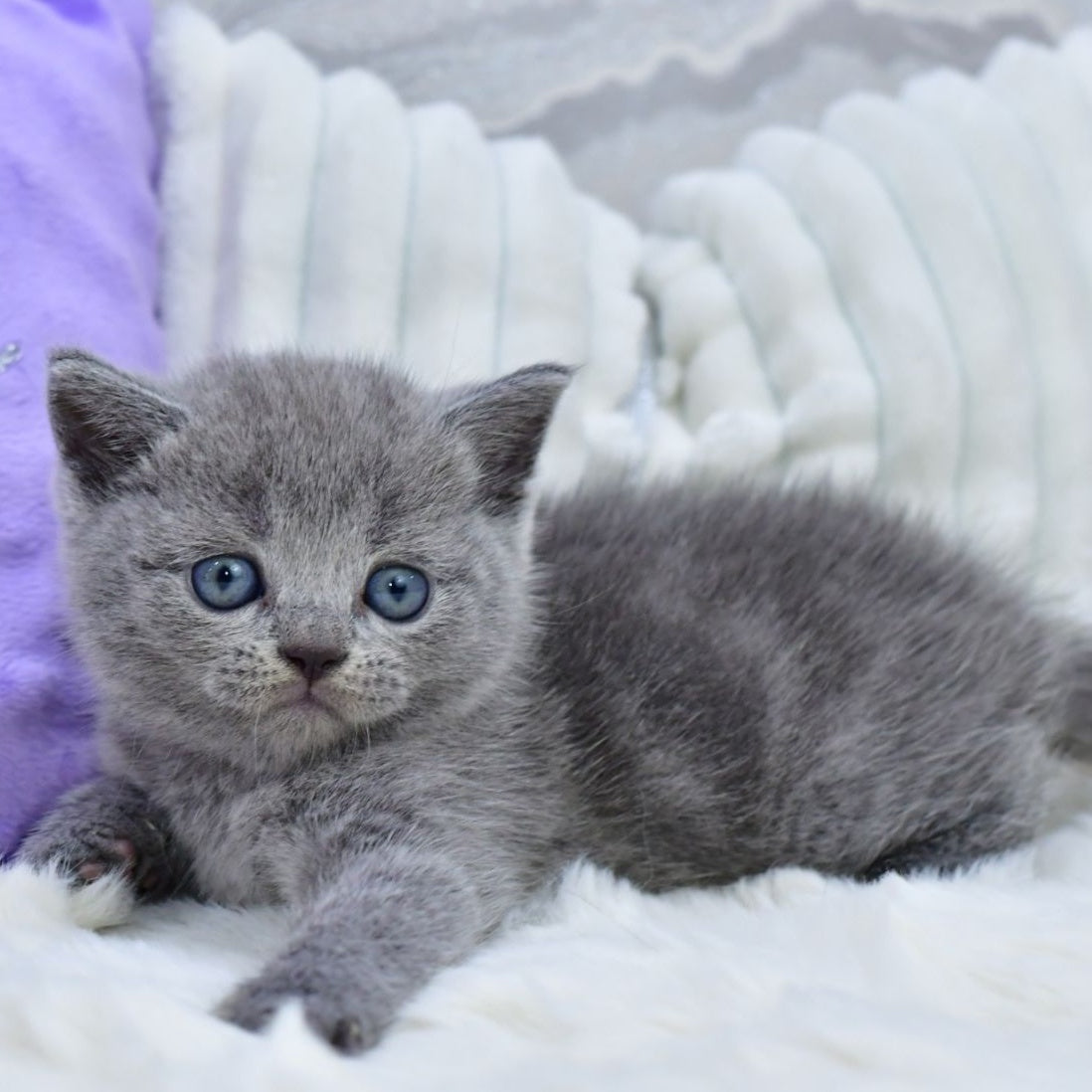 Leo Scottish Straight male, blue