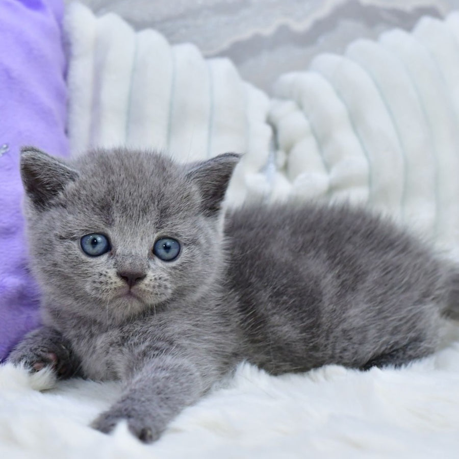 Leo Scottish Straight male, blue