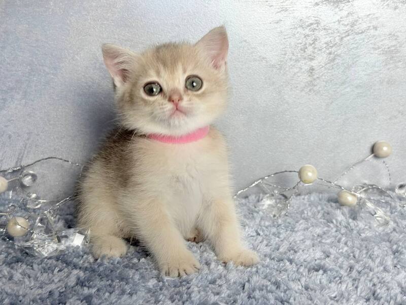 Elmira Scottish Straight female, blue golden shaded