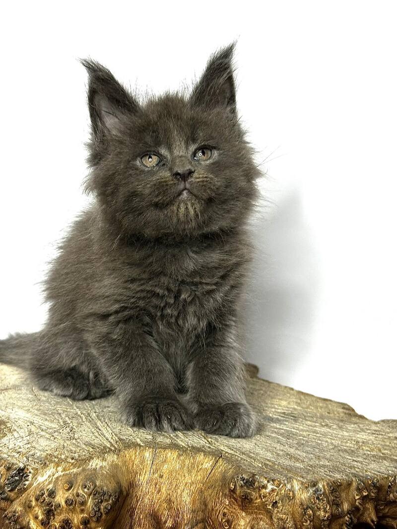 Joker Maine Coon male blue - live animals