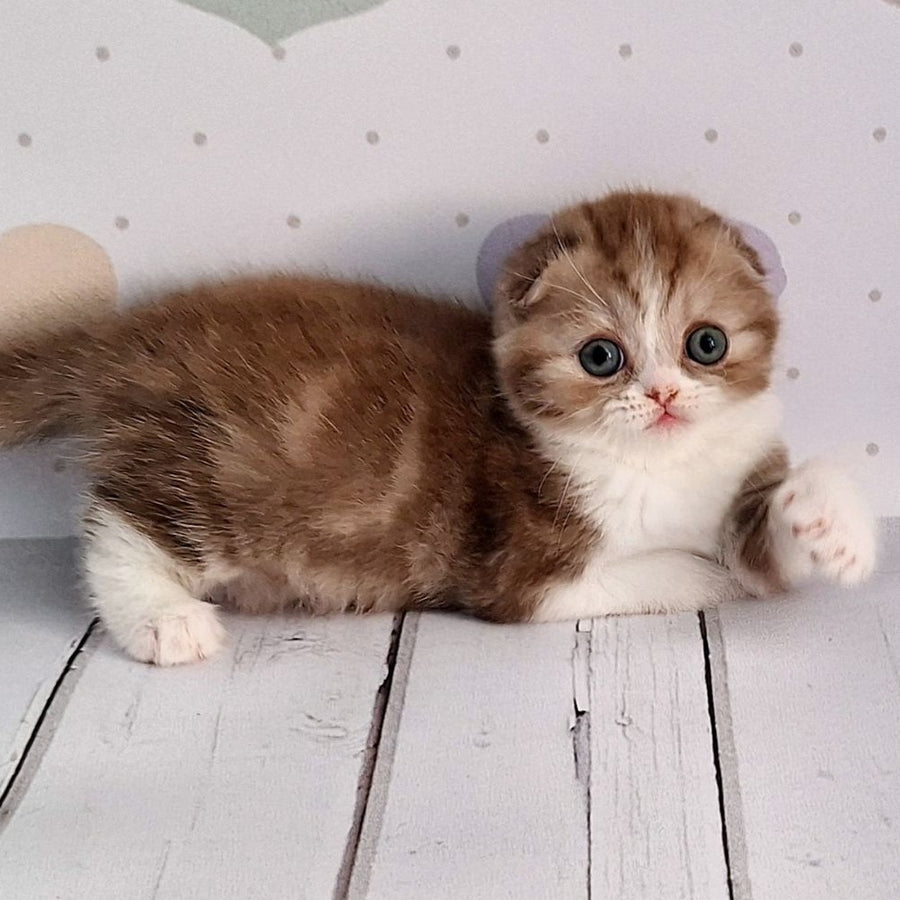 Angel Scottish Fold male, chocolate silver bicolour