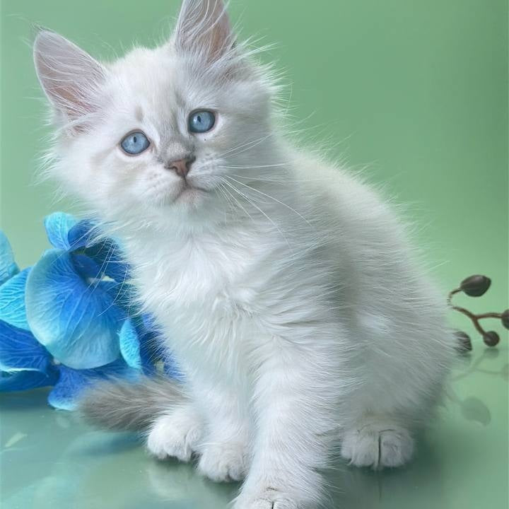 Xavier Siberian male, blue tabby pointed