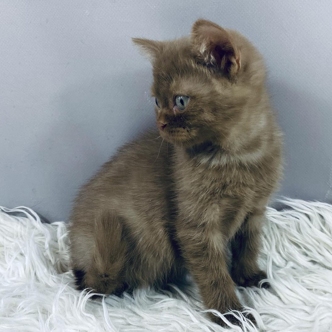 Indigo British Shorthair male, cinnamon