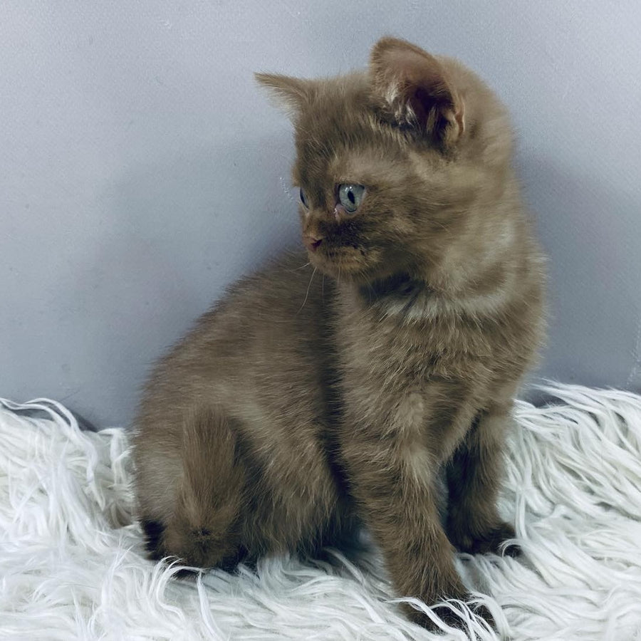 Indigo British Shorthair male, cinnamon