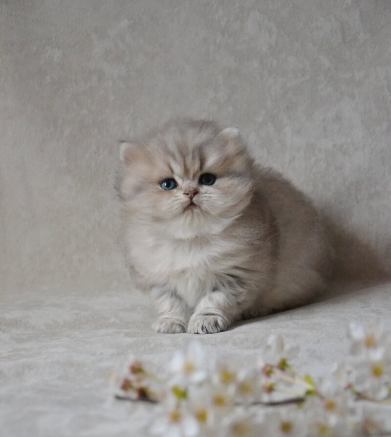Onyx British Longhair male blue golden ticked tabby - live animals