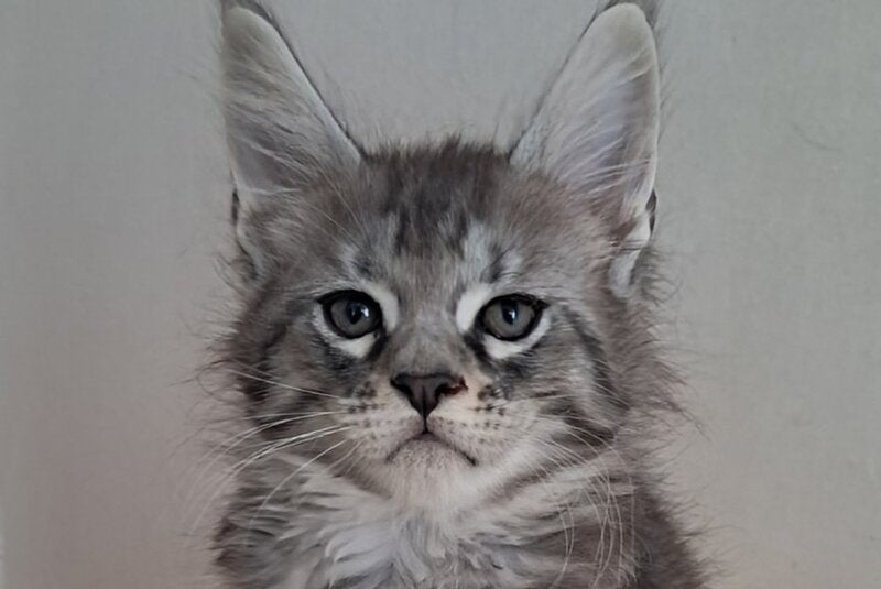 Cai Maine Coon male, black silver spotted tabby