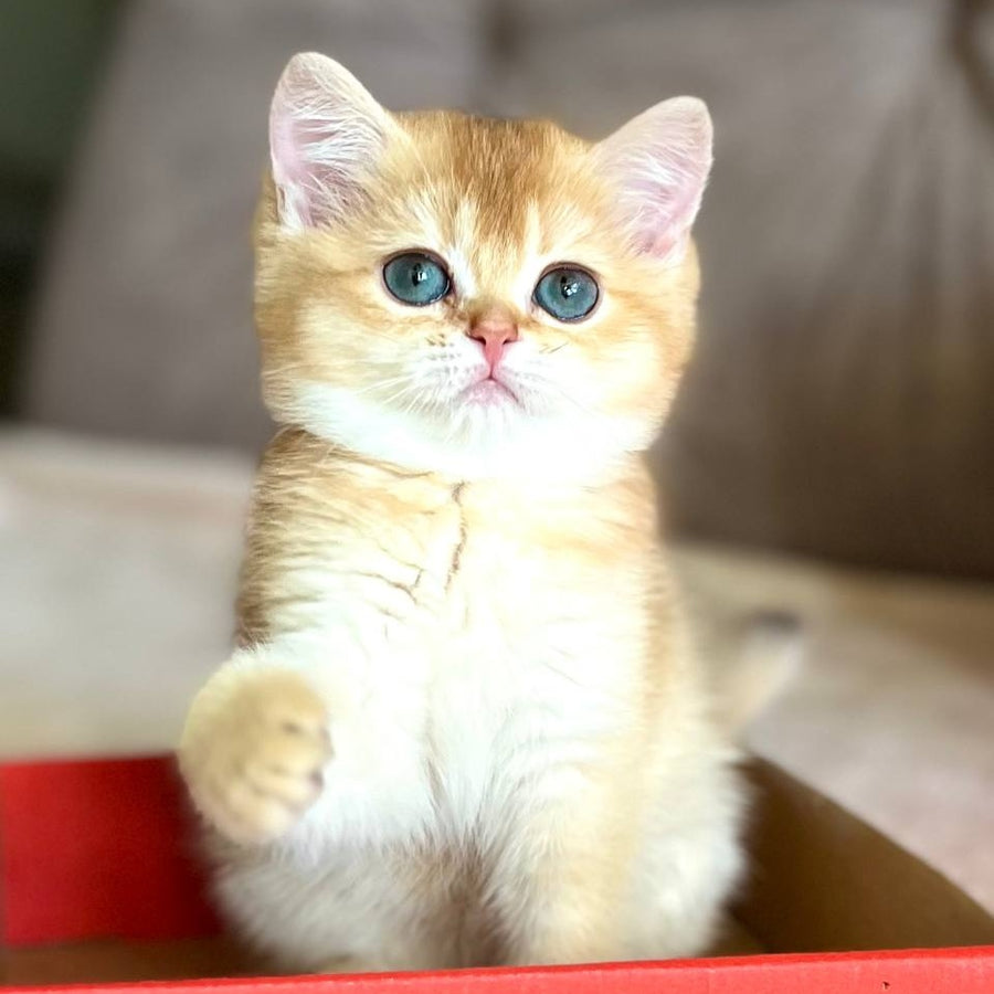 Iris British Shorthair female, chocolate golden chinchilla