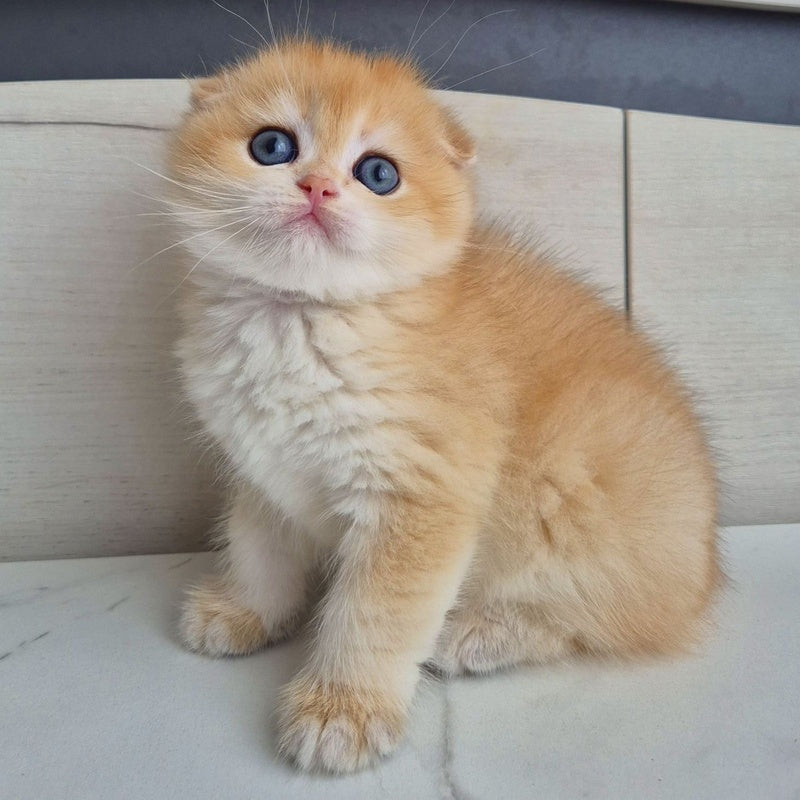 Ballu Scottish Fold male, black golden chinchilla