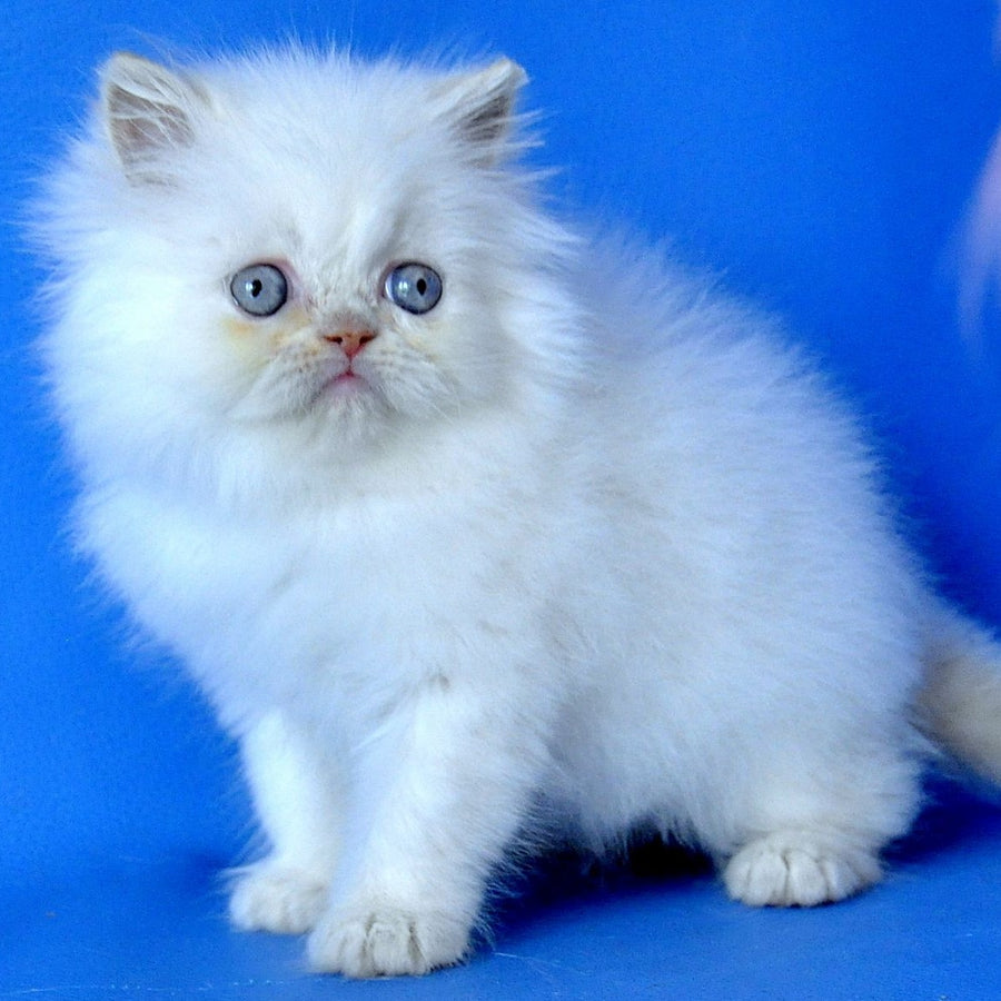 Martin Persian male, cream pointed