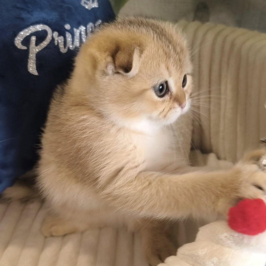 Marik Scottish Fold male, black golden ticked tabby