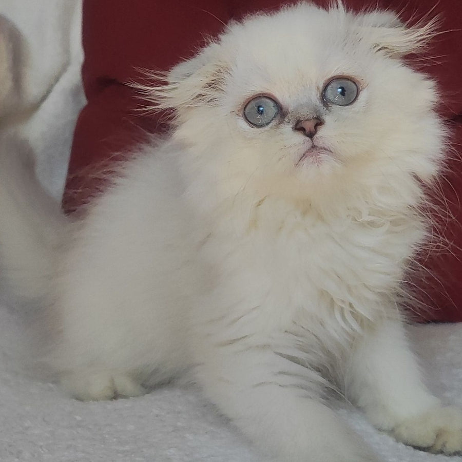 Xavier Scottish Fold male, blue silver ticked tabby