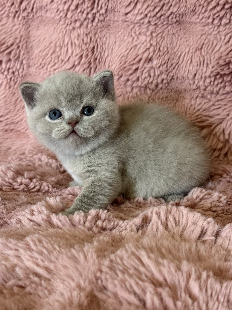 Boston British Shorthair male lilac - live animals