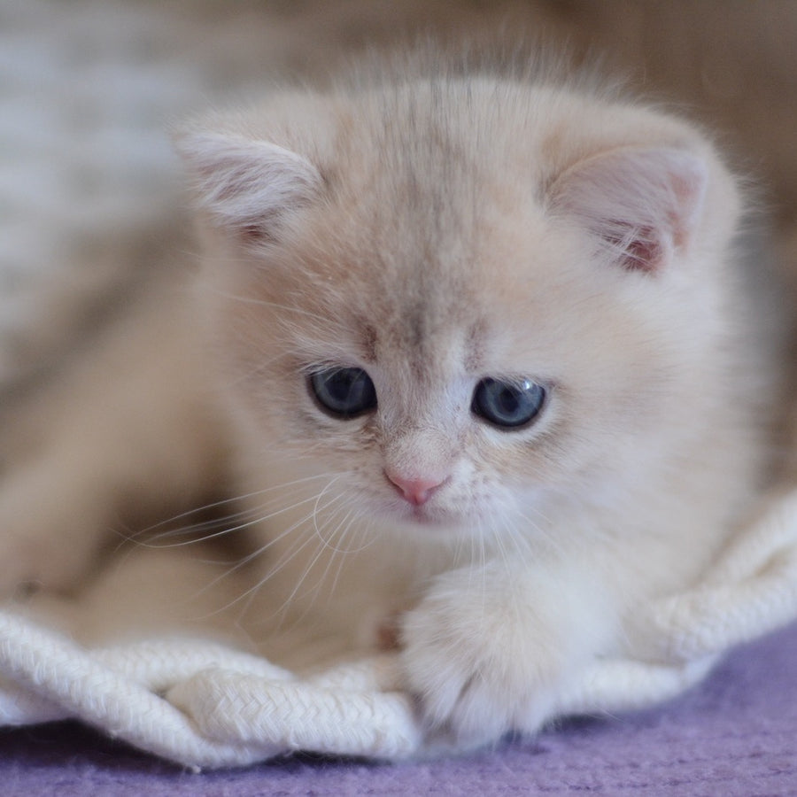Yannis British Shorthair male, blue golden chinchilla