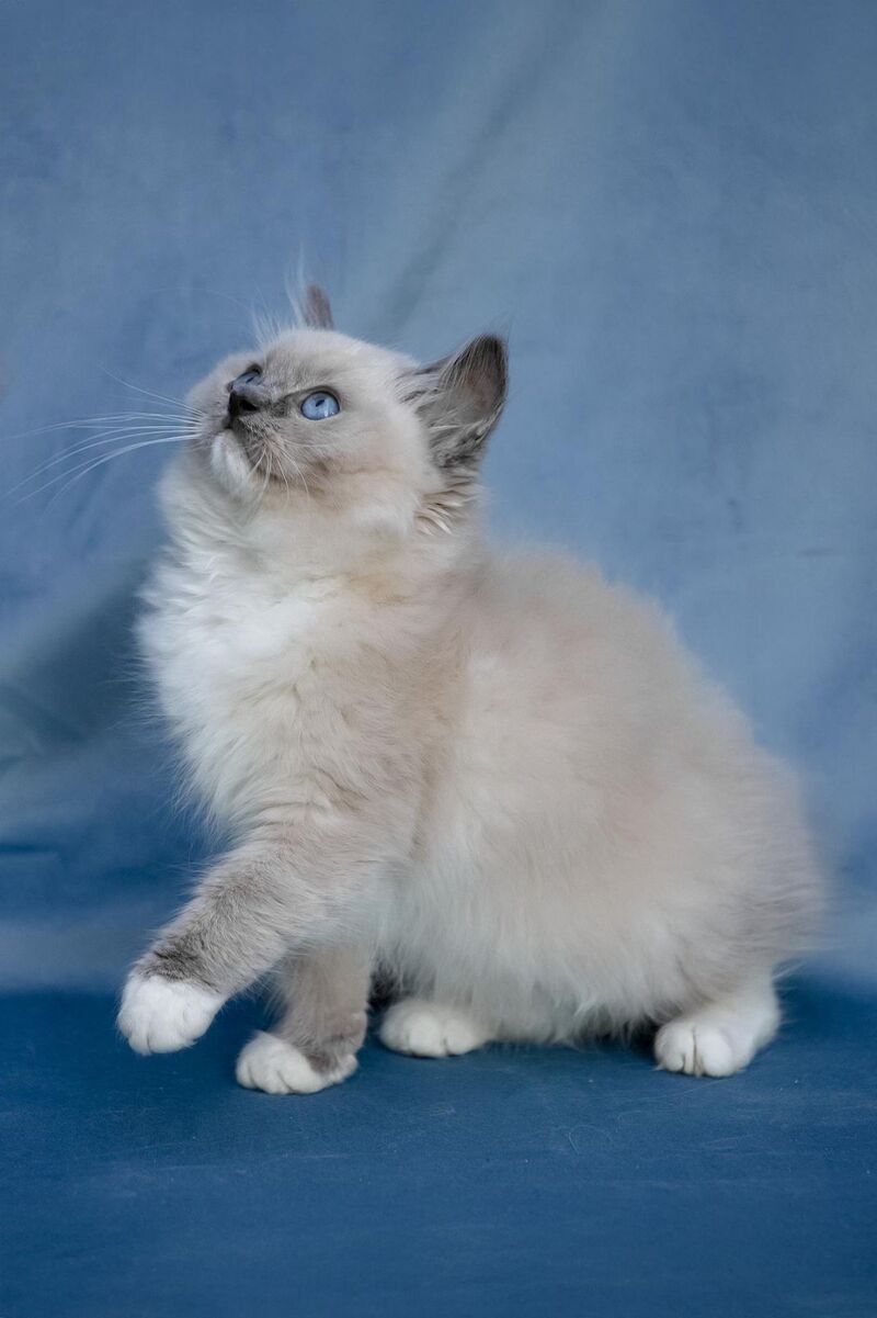 Nox Ragdoll male, blue mitted