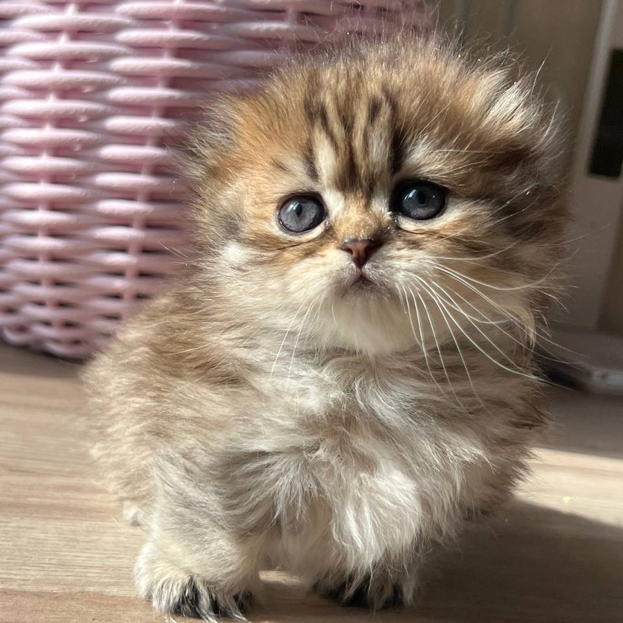 Kykla Munchkin female, black tabby