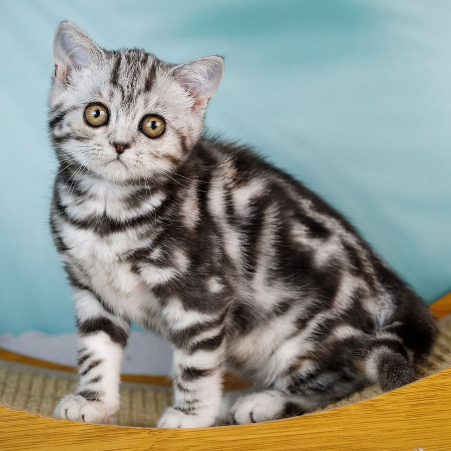 Adele Scottish Fold female, black silver tabby