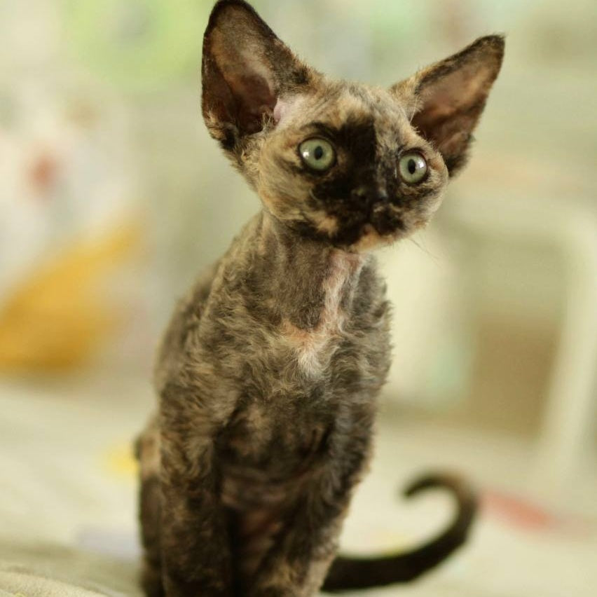 Pixie Devon Rex female, black tortie