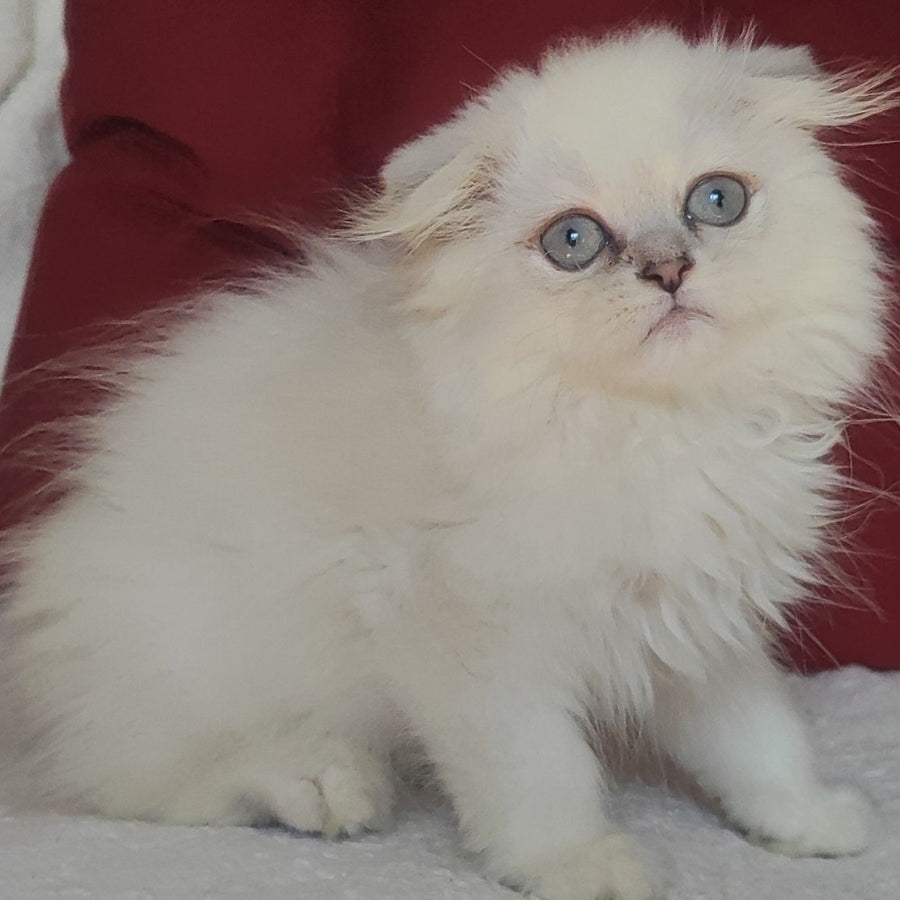Xavier Scottish Fold male, blue silver ticked tabby