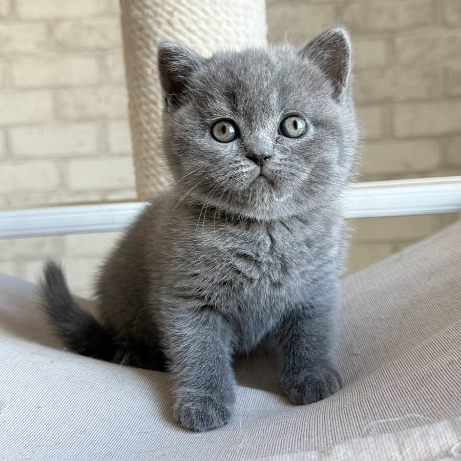 Nolan Scottish Straight male, blue