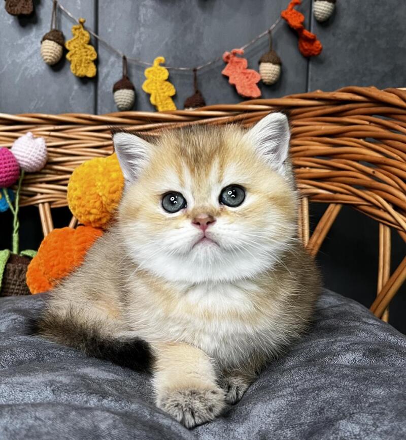 Flora Scottish Straight female, black golden shaded