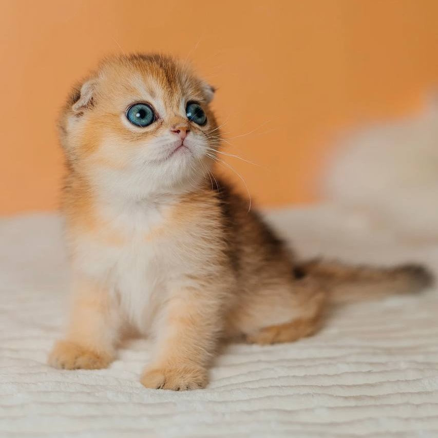 Grace Scottish Fold female, black golden shaded