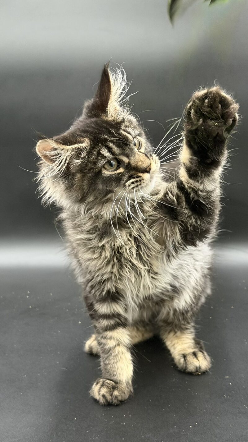 Wella Maine Coon female, black ticked tabby