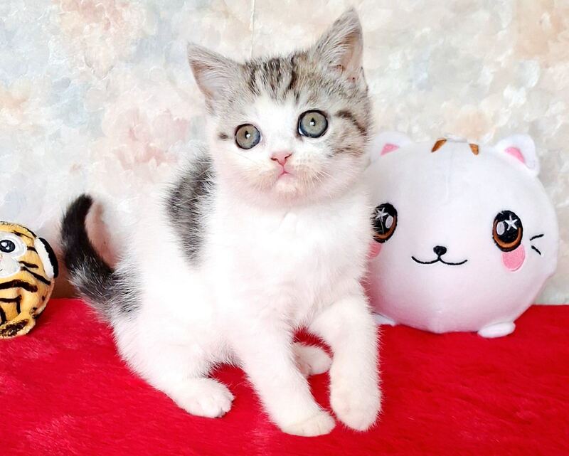 Rafaella Scottish Straight female, black tabby bicolour
