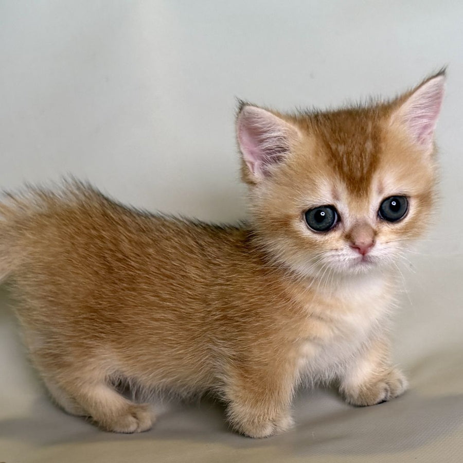 Quirka Munchkin female, black golden shaded