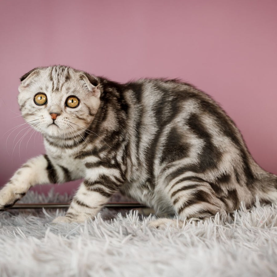 Armany Scottish Fold male, black silver tabby