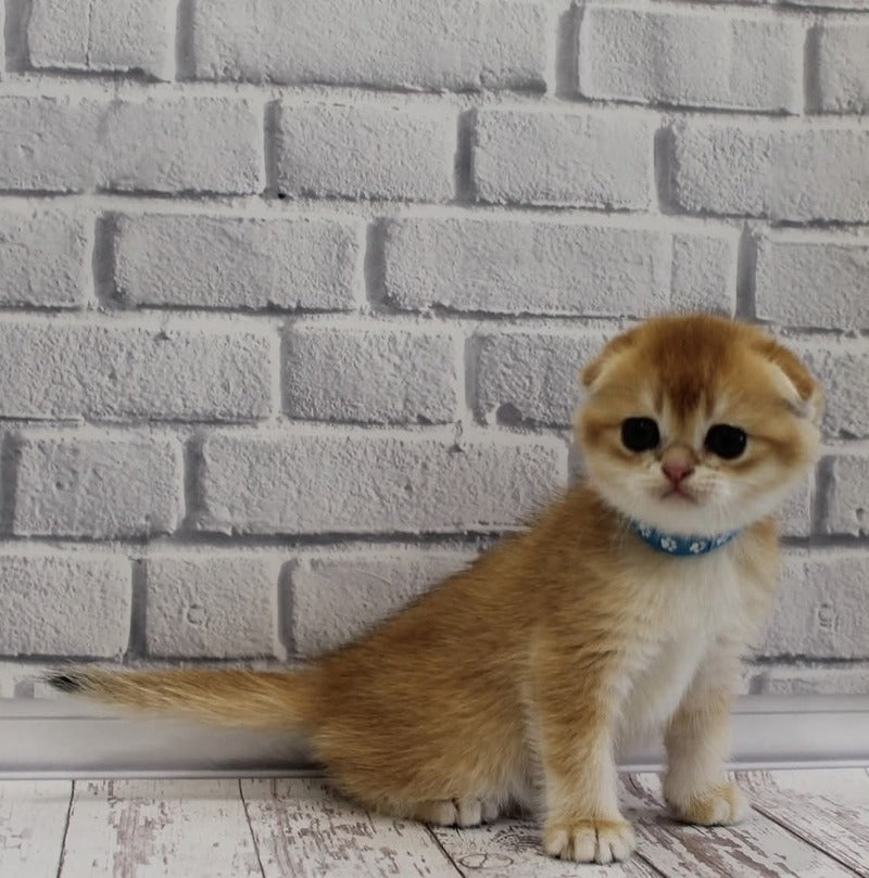 Gelios Scottish Fold male, black golden shaded