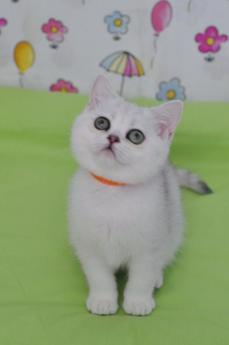 Kleo British Shorthair female black golden shaded - live animals