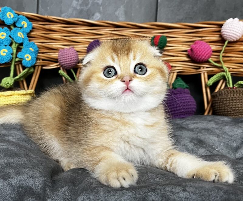 Icar Scottish Fold male black golden ticked tabby live animals
